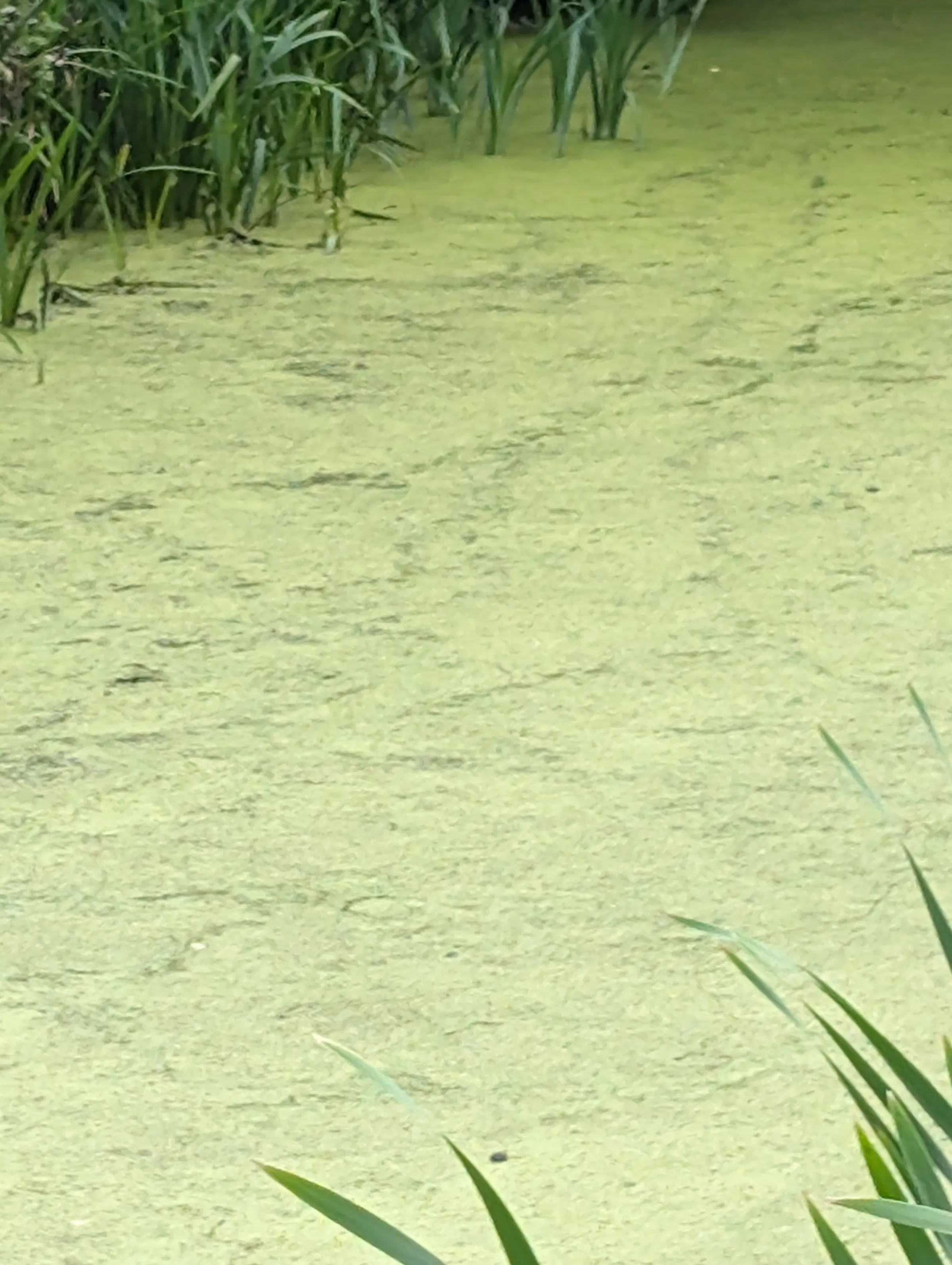 Pond covered with green duckweed and surrounded by reeds at Markshall Estate.
