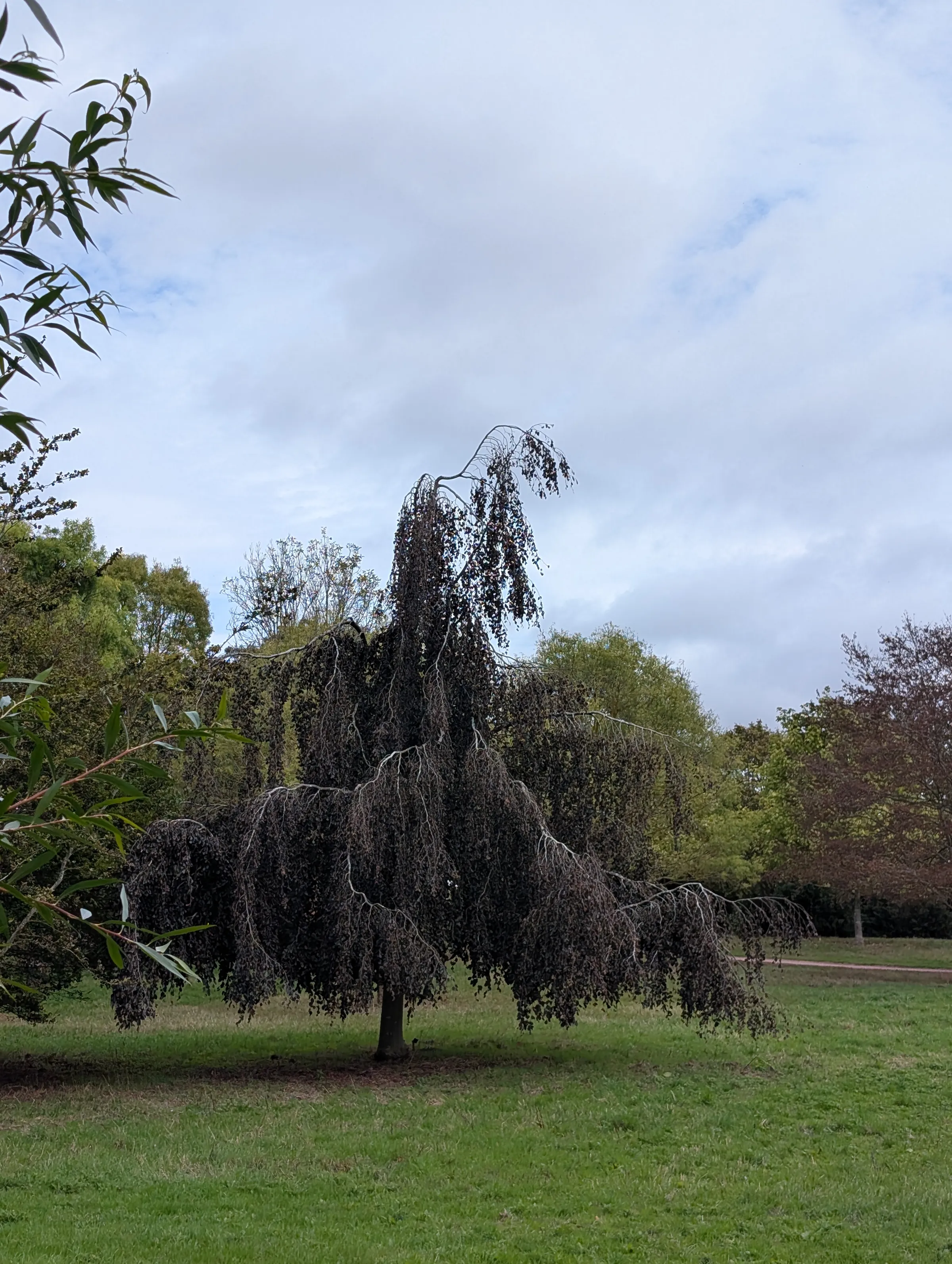 Large dark-leaved weeping tree in the grounds of Markshall Estate.