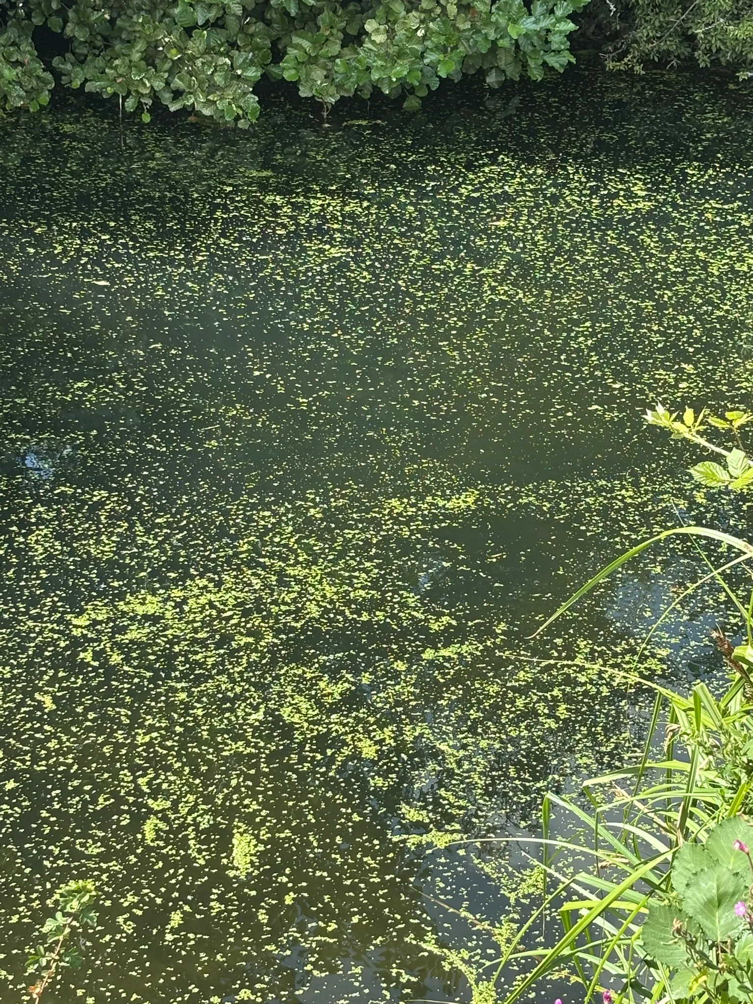 Duckweed covering the surface of the Stort Navigation.