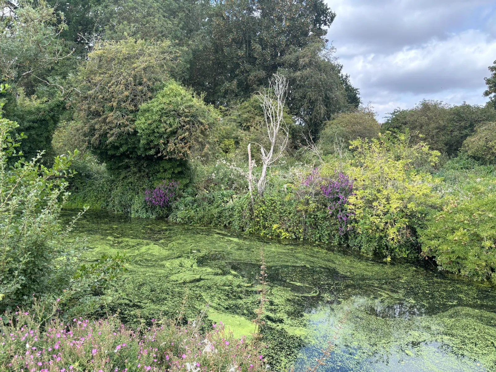 Wildflowers and dense vegetation along the Stort Navigation.