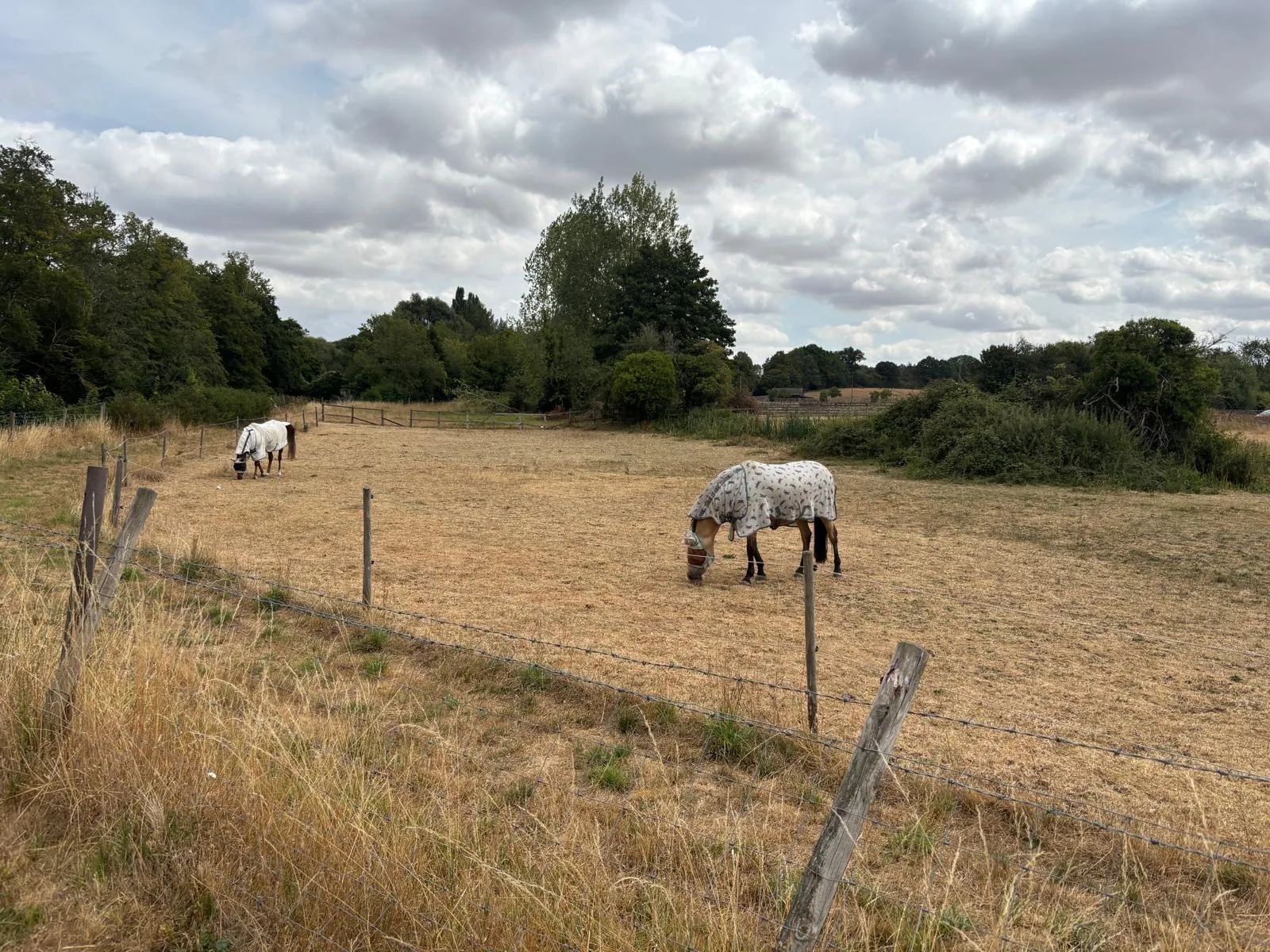 Two horses grazing in a field beside the riverside walk.