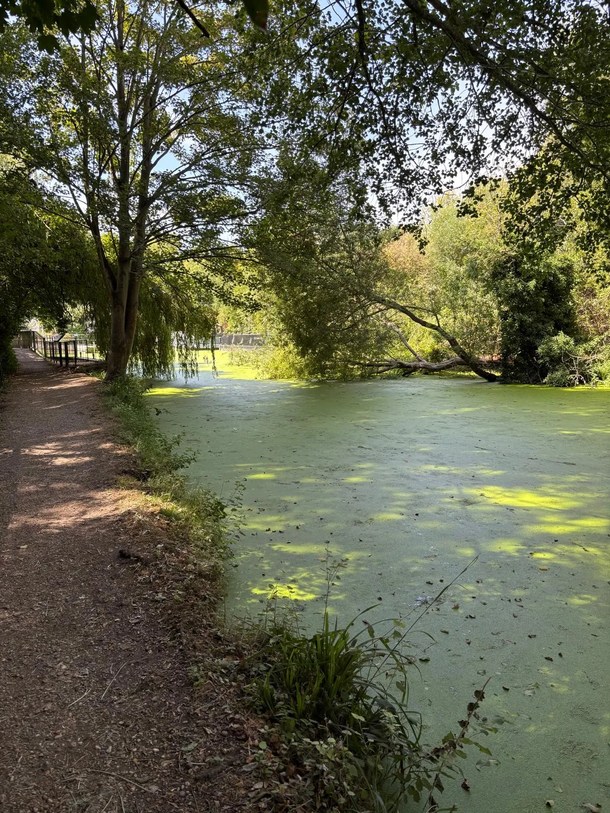 Shaded riverside path beside the Stort Navigation.