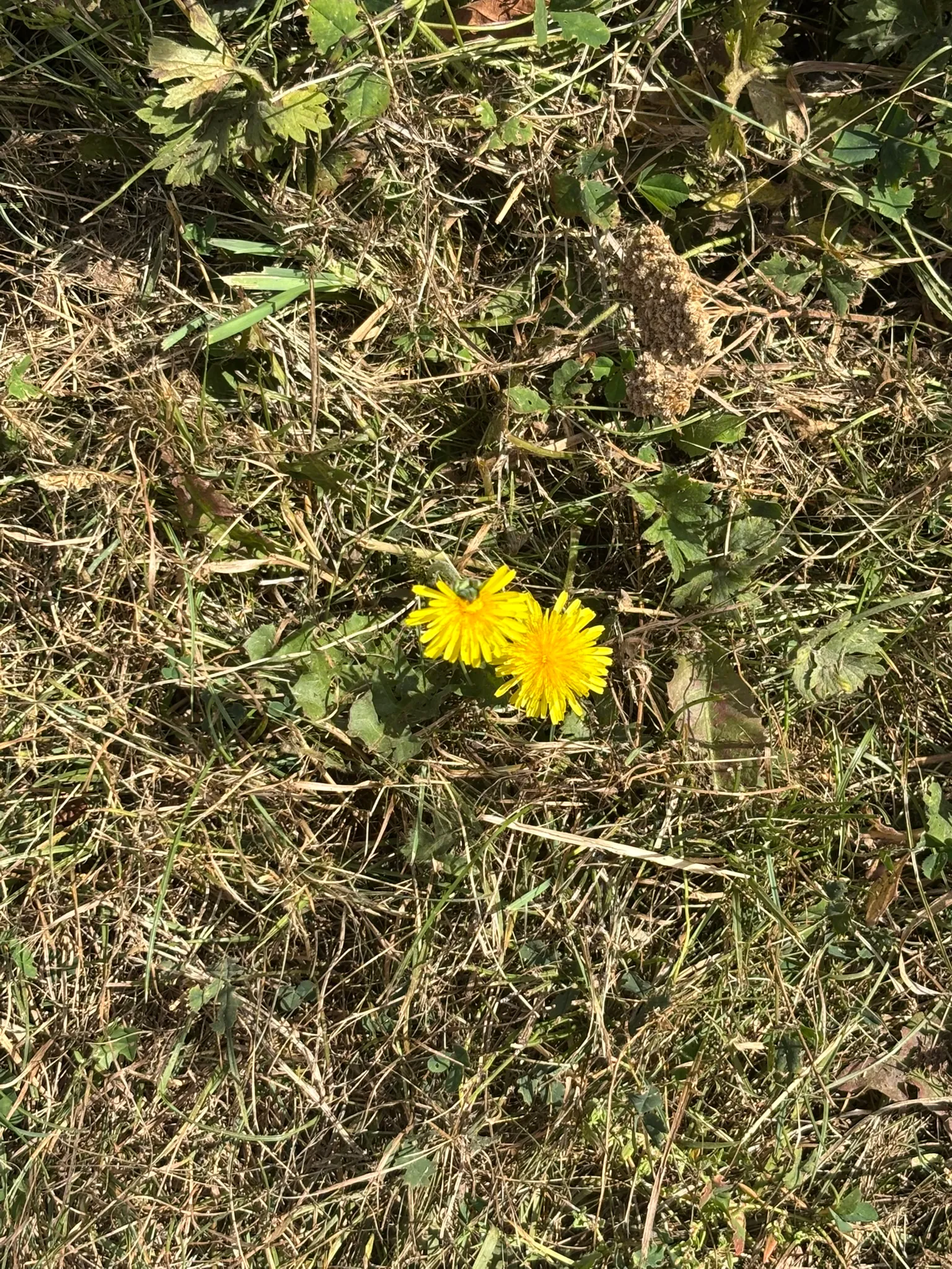 Yellow wildflowers growing beside the Stort Navigation.