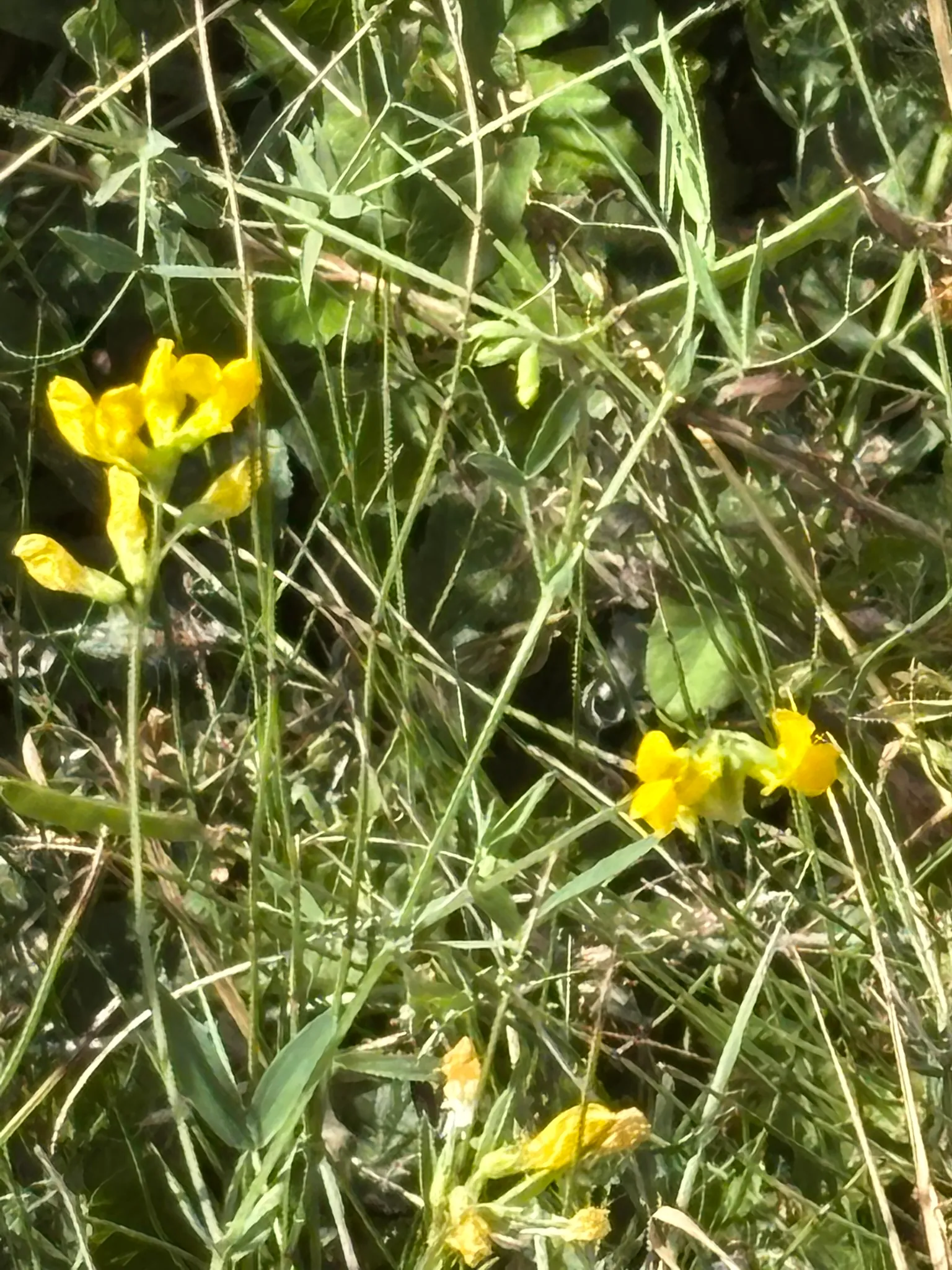 Yellow wildflowers among long grass beside the riverside path.