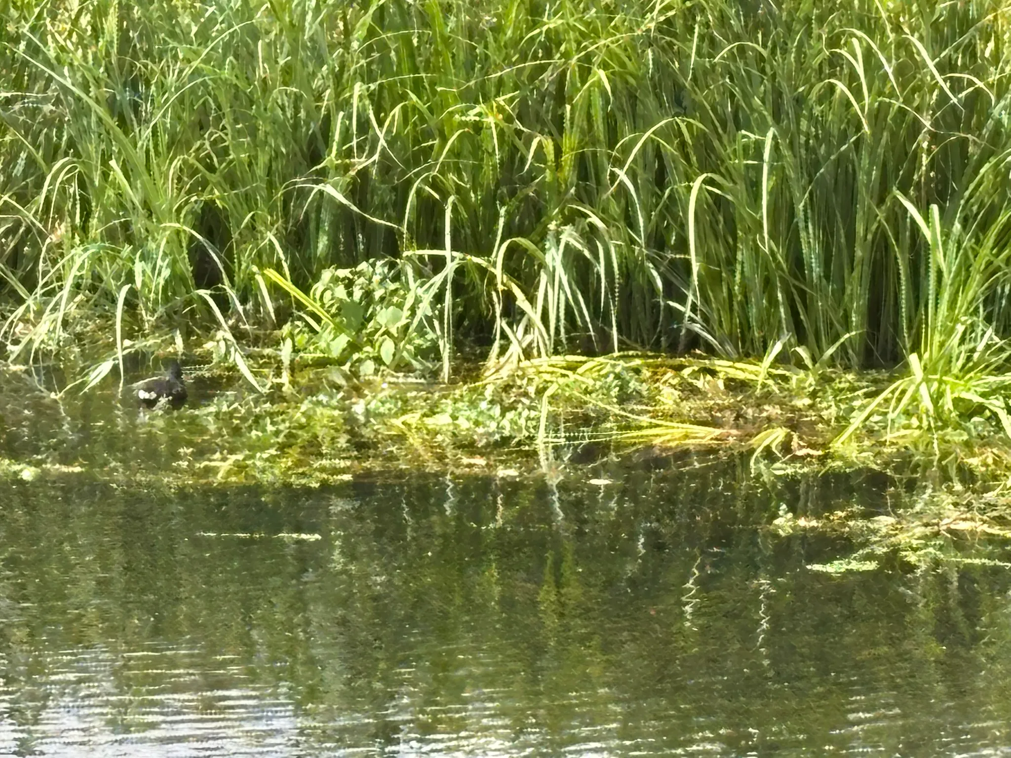 Reeds and aquatic plants along the edge of the Stort Navigation.
