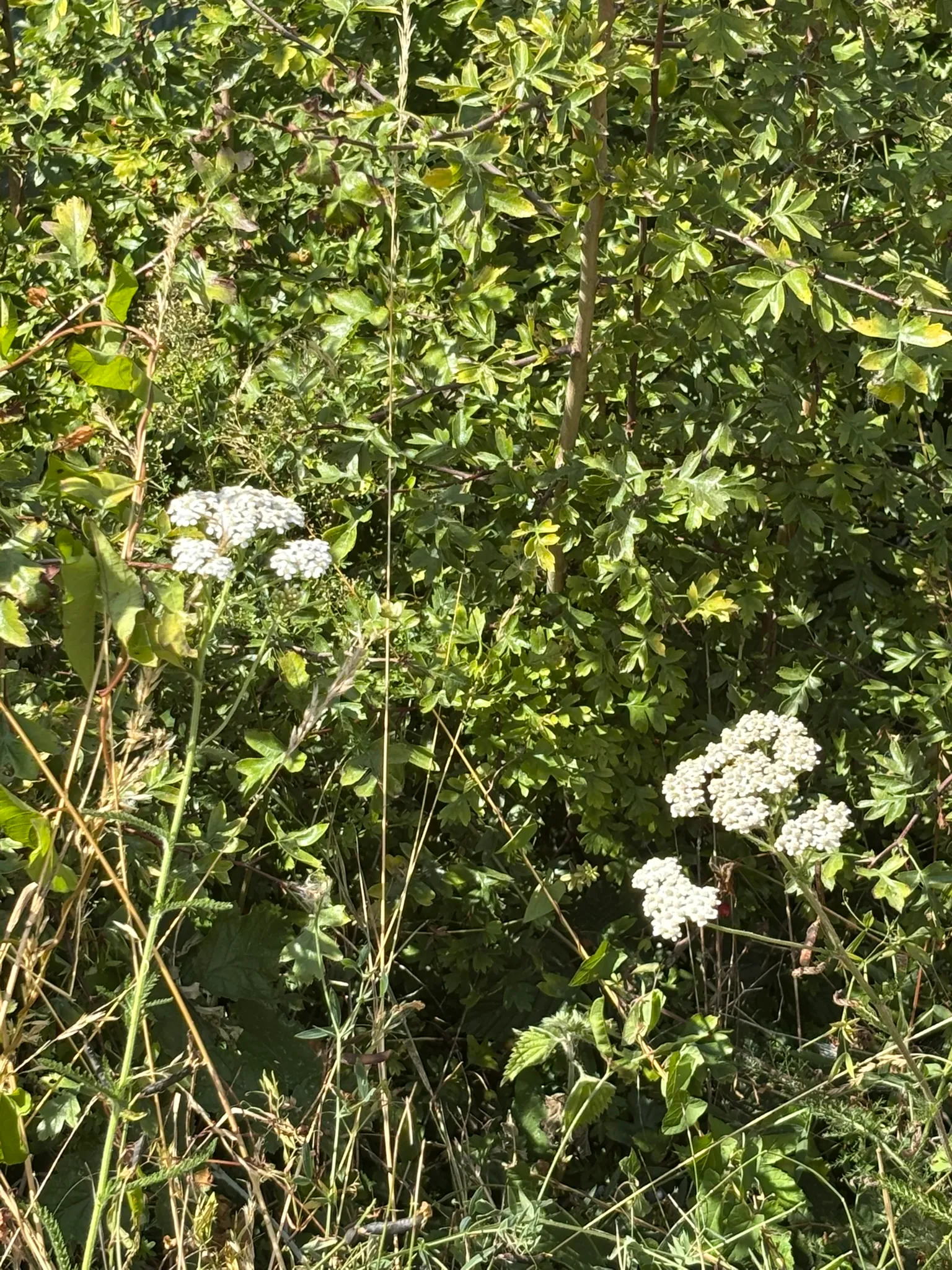 White wildflowers growing beside the Stort Navigation.